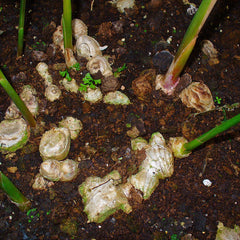 Ginger Root (Zingiber officinale)
