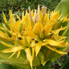 Gentian (Gentiana lutea)