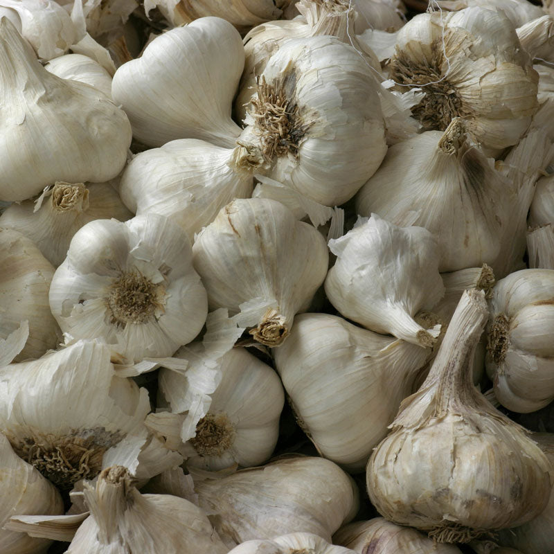 Garlic, Granules (Allium sativum)