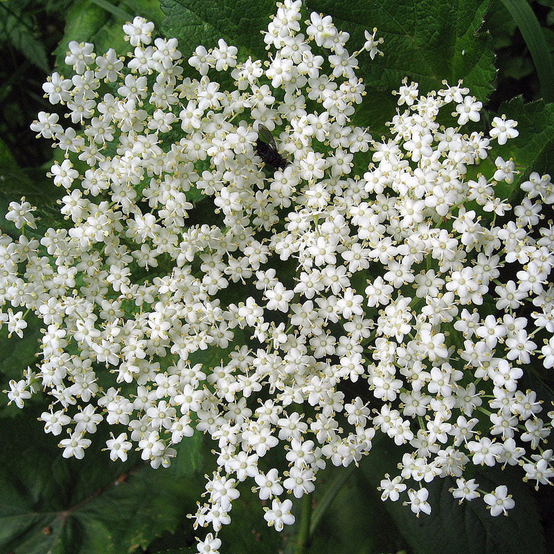 Elder Flowers (Sambucus nigra)