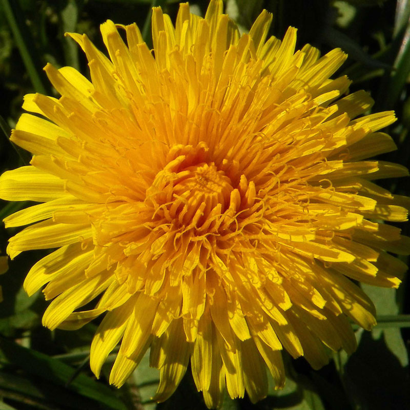 Dandelion Root (Taraxacum officinale)