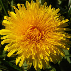 Dandelion Root (Taraxacum officinale)