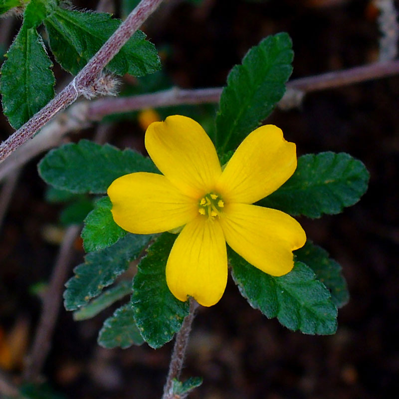Damiana (Turnera diffusa)
