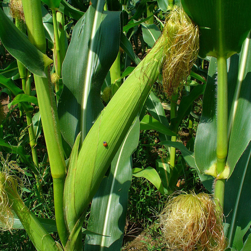 Corn Silk (Zea mays)