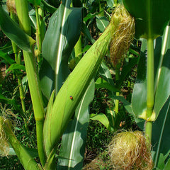 Corn Silk (Zea mays)