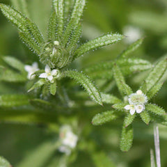 Cleavers (Clivers) (Galium aparine)