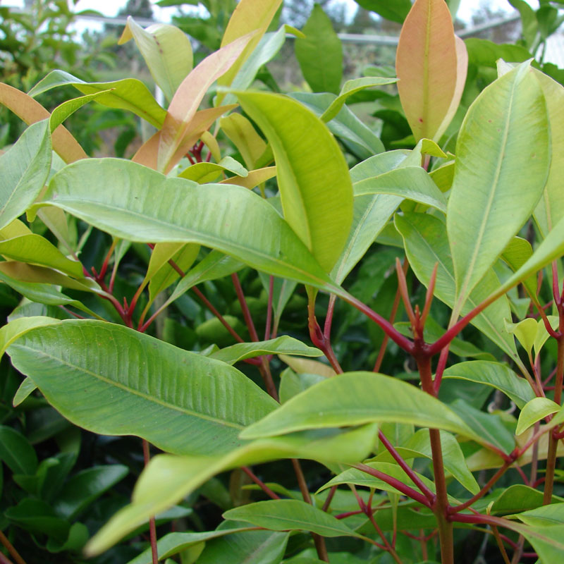 Cloves, Powder (Syzgium aromaticum)