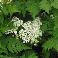 Chervil (Anthriscus cerefolium)