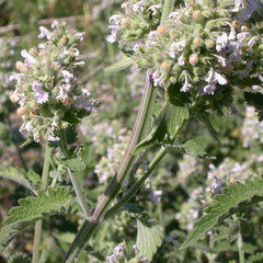 Catnip (Nepeta cataria)