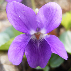 Blue Violet, (Viola odorata)