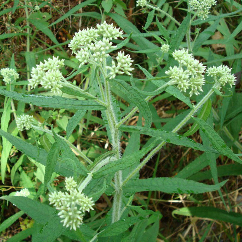 Boneset (Eupatorium perfoliatum)