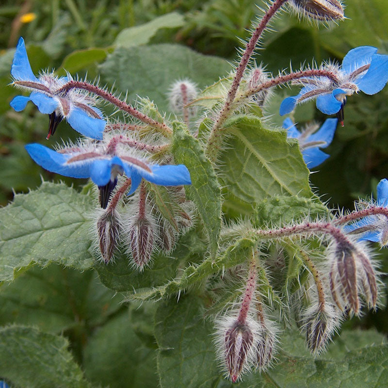 Borage (Borago officinalis)