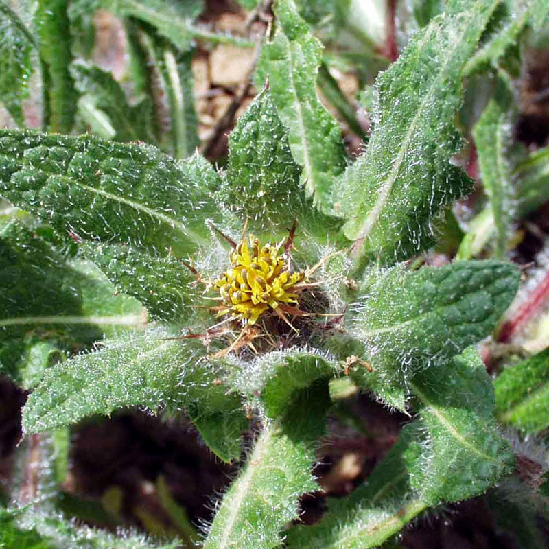 Blessed Thistle (Cnicus benedictus)