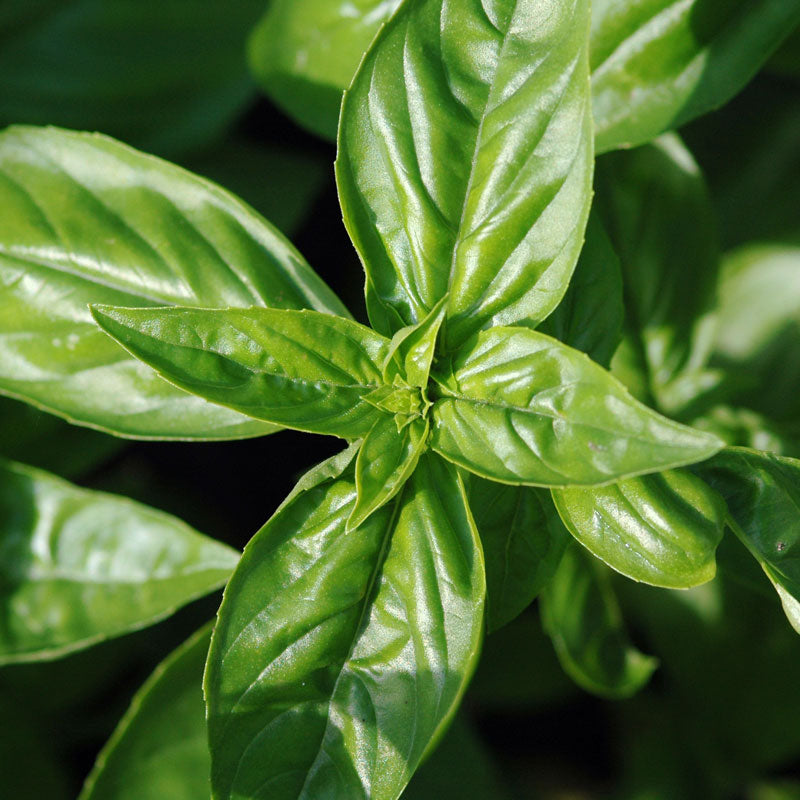 Basil Leaf (Ociumum basilicum)