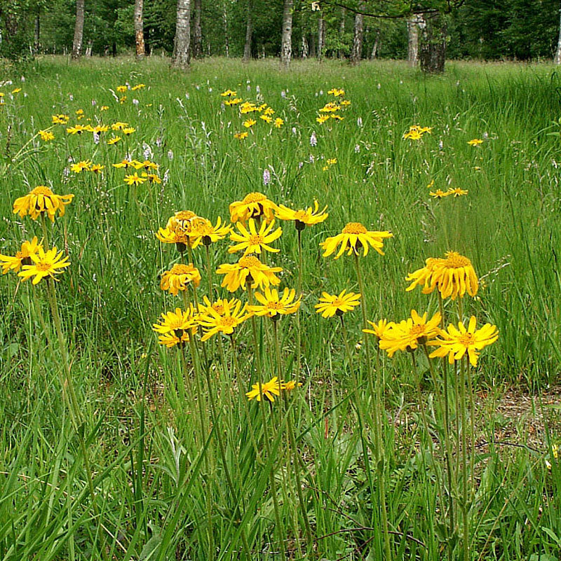 Arnica (Arnica montana)