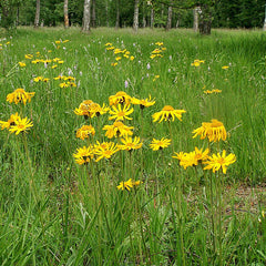 Arnica (Arnica montana)