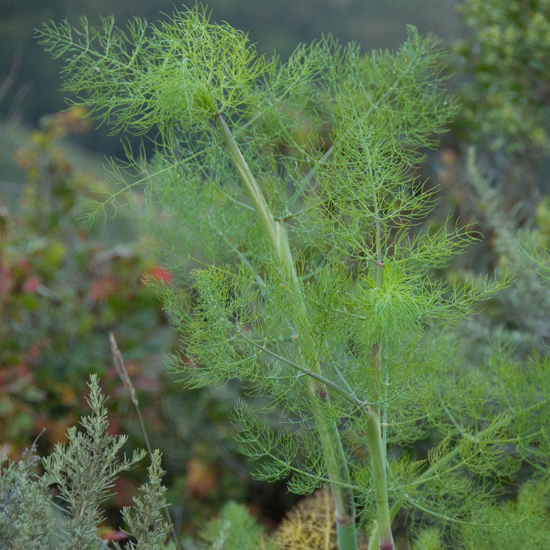 Fennel Seeds (Foeniculum vulgare)