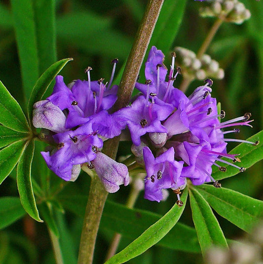 Chaste Tree Berries (Vitex agnus-castus)