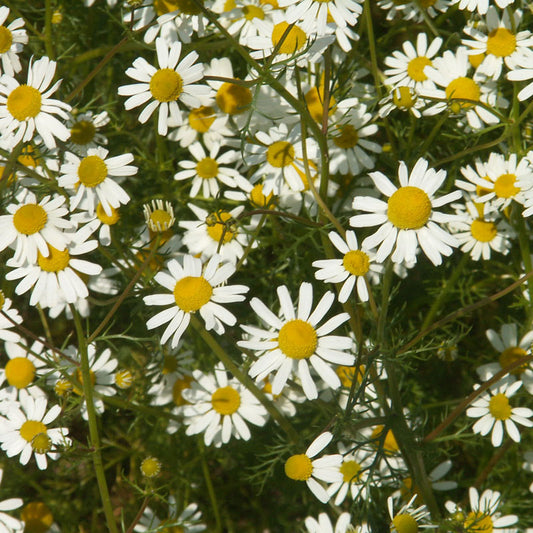 Chamomile (Matricaria recutita)