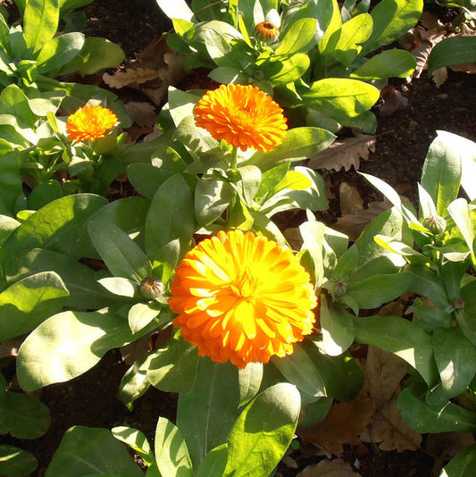 Calendula (Calendula officinalis)