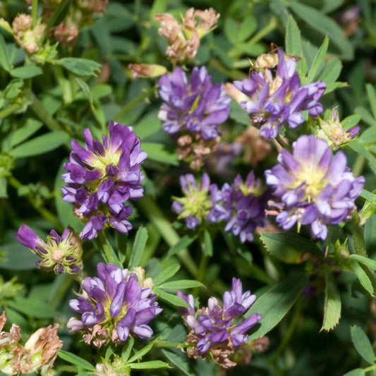 Alfalfa (Medicago sativa)