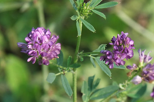 Alfalfa (Medicago sativa)