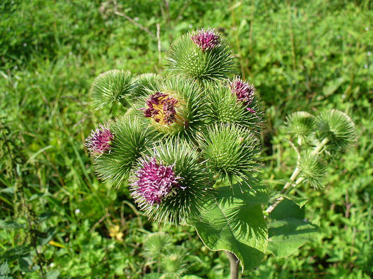 Burdock Root