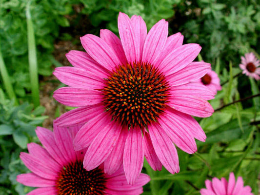 Echinacea (Echinacea angustifolia & purpurea)