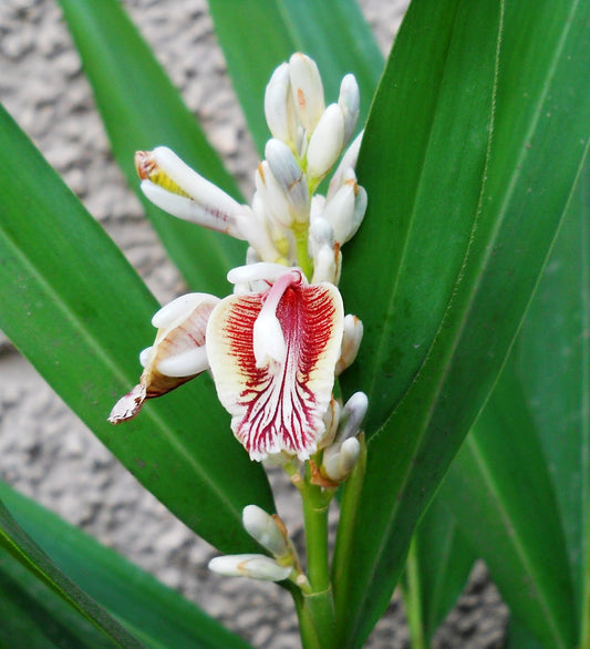 Ginger (Zingiber officinale)