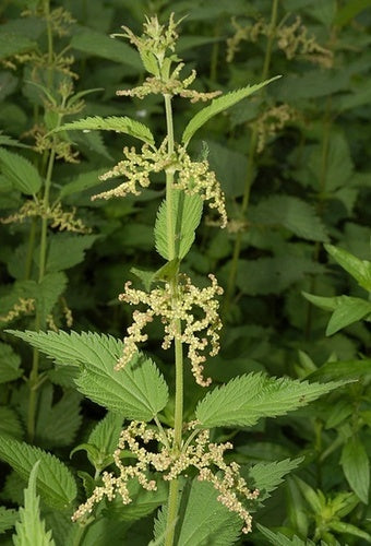 Nettles (Urticaria dioica)