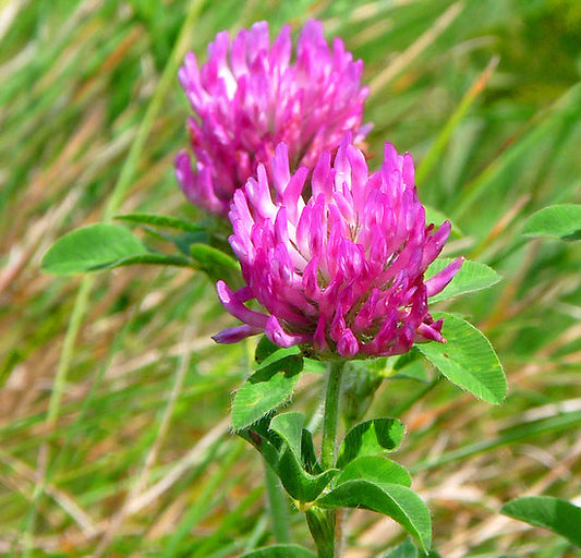 Red Clover (Trifolium pratense)