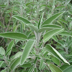 Sage, Powder (Salvia officinalis)