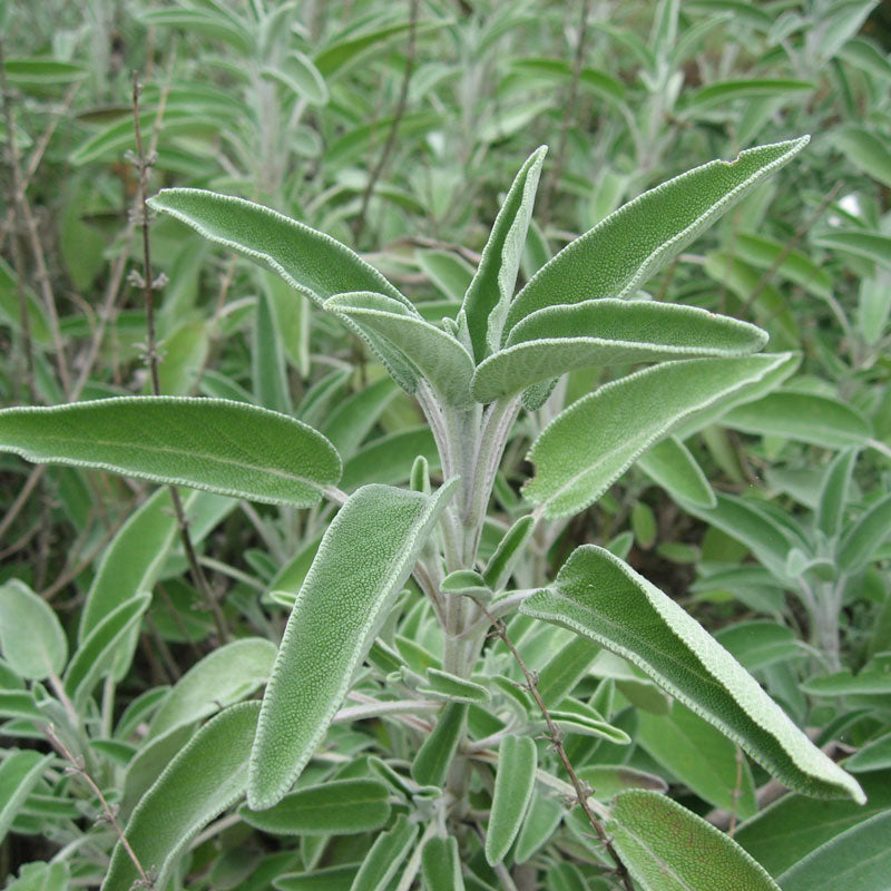 Sage (Salvia officinalis)