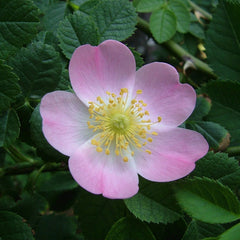 Rosehips (Rosa canina)