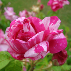 Herbal Healing Inc. Rose Buds & Petals, Red (Rosa gallica)