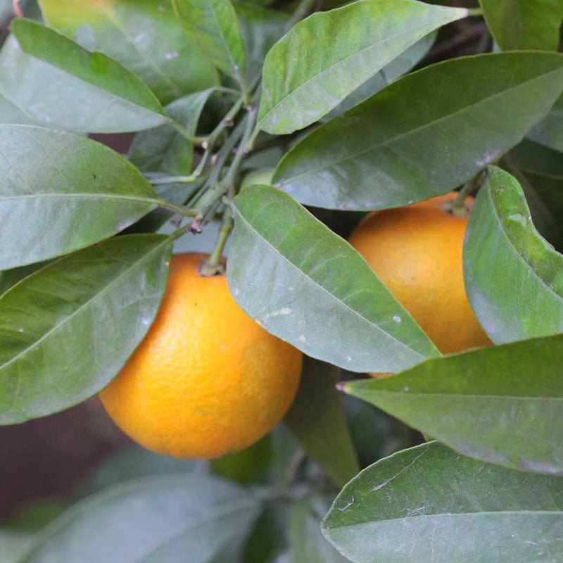 Orange Peel (Citrus sinensis)