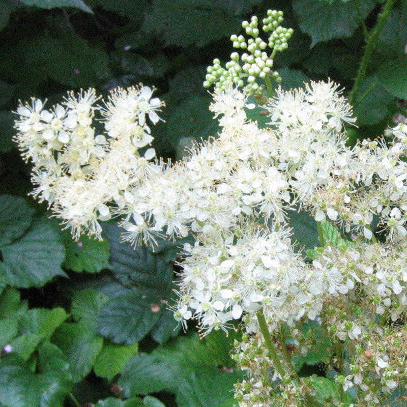 Meadowsweet (Filipendula ulmaria)