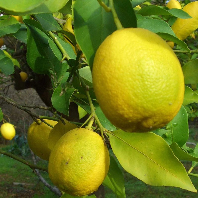 Lemon Peel (Citrus limon)
