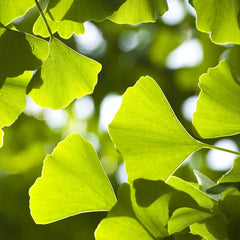 Ginkgo (Ginkgo biloba)