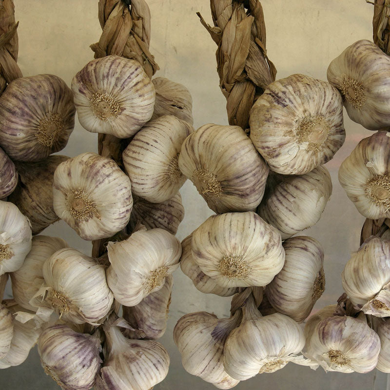 Garlic, Powder (Allium sativum)