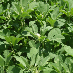 Fenugreek (Trigonella foenum-graecum)