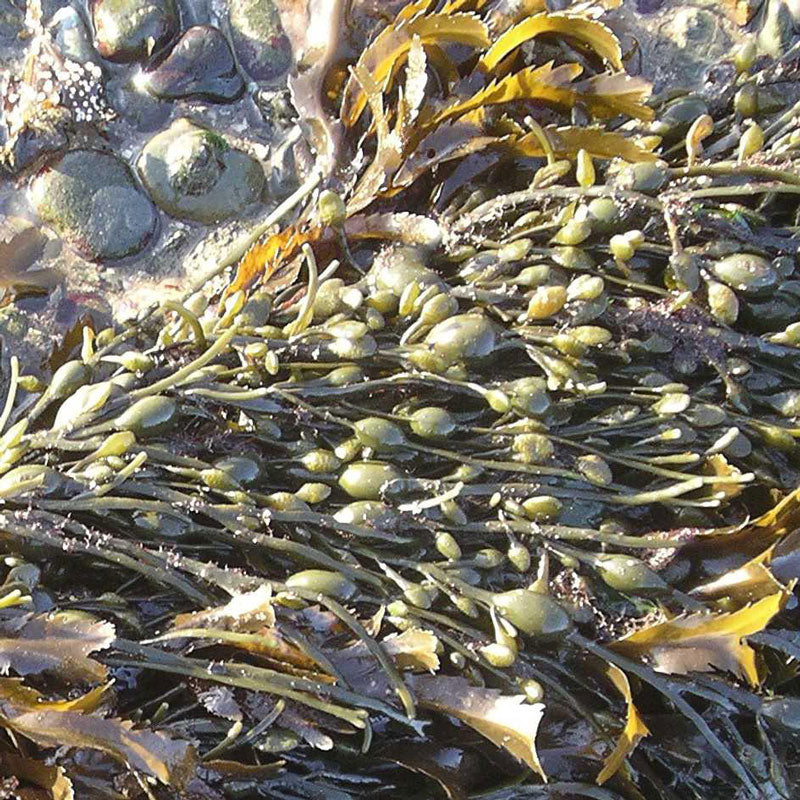 Bladderwrack (Fucus vesiculosis)